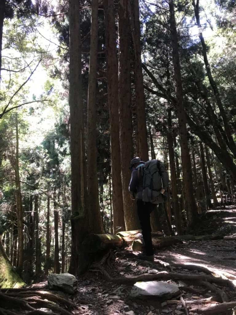 2017.10.28 檜山巨木群步道_447769