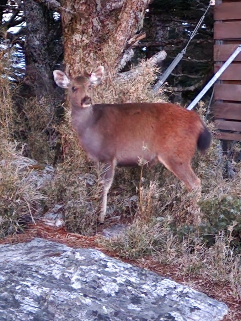 奇萊東陵_2612295