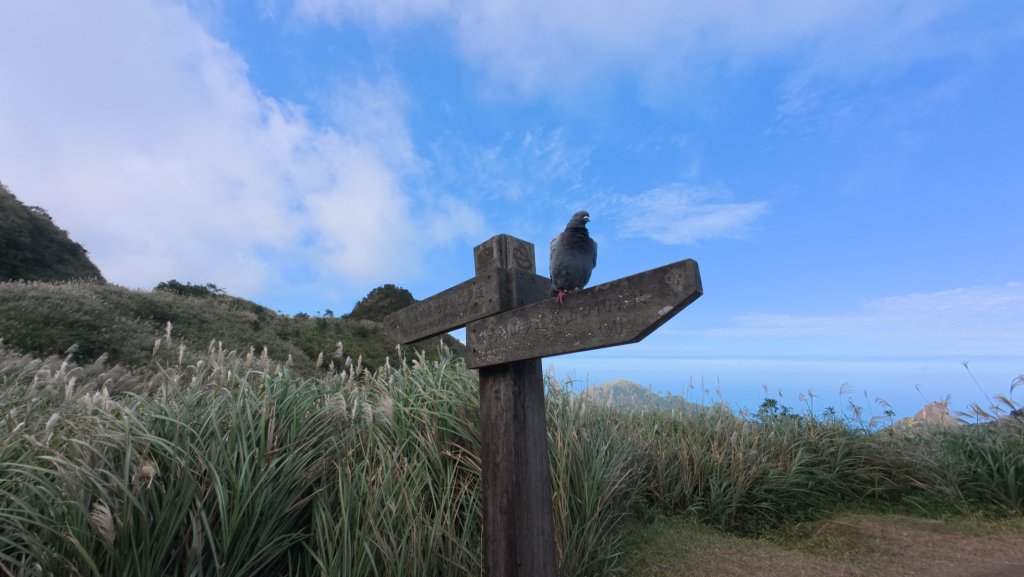 黃金三稜賞芒花_2950867