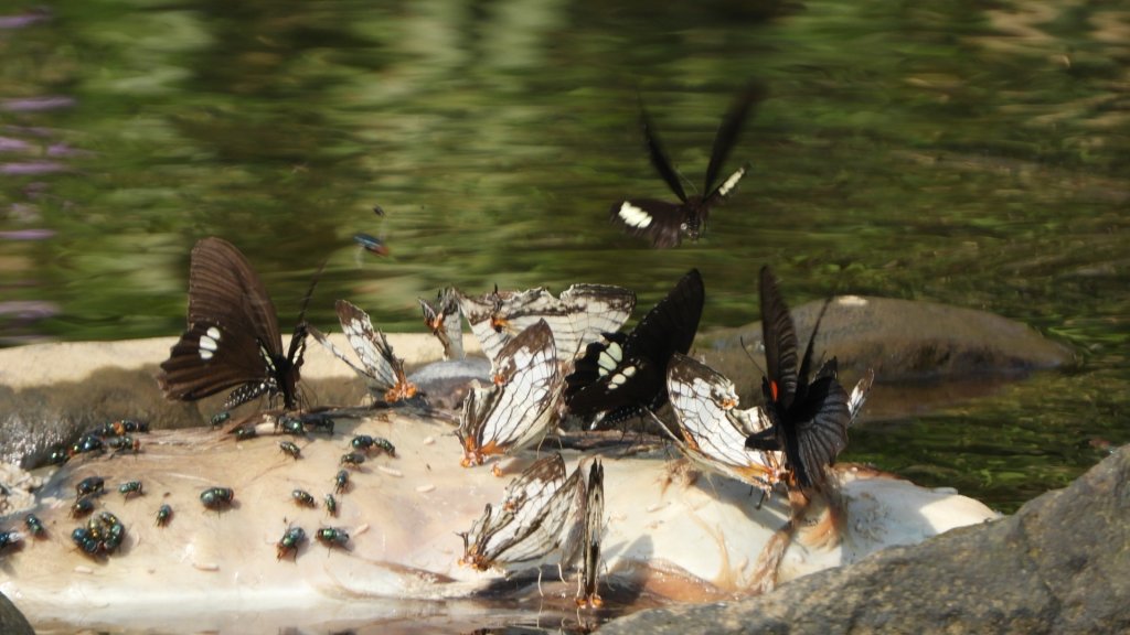 陽明山趴趴走，又到了賞蝶趣的季節 #褐斑毒蛾幼蟲封面圖