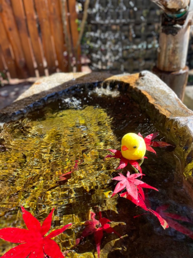 上武賞楓紅黃橙橙銀杏🍁_2667732