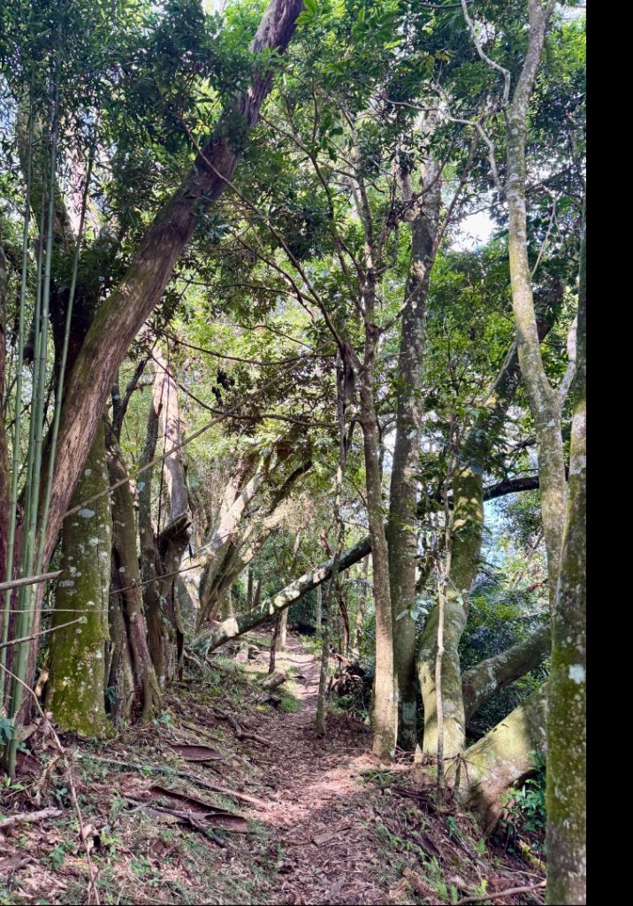 瞭望台-瓊山-望美山-獵人古道_2887775
