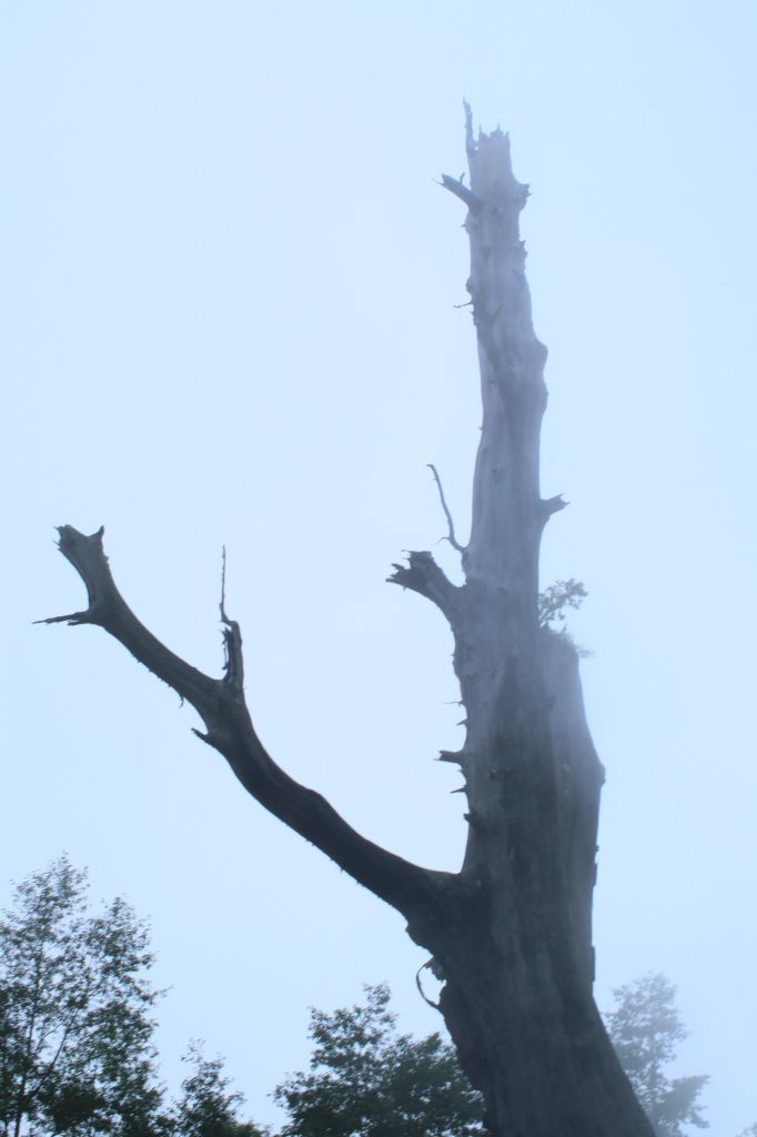 初探玉山國家公園塔塔加_193720
