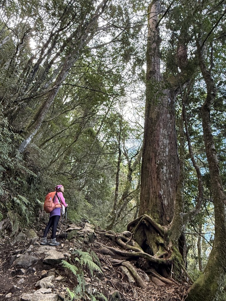 回程下雨的 松鶴上 八仙山 20251025_2925747
