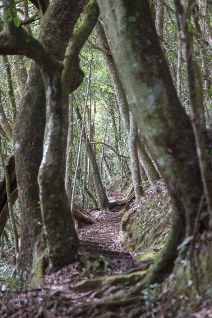步道巡訪員 l 四大天王山步道第11巡～_1177769
