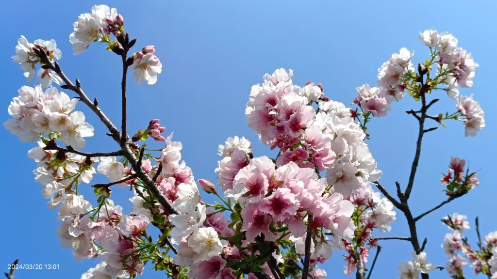 陽明山上墨染櫻大爆發_2457681