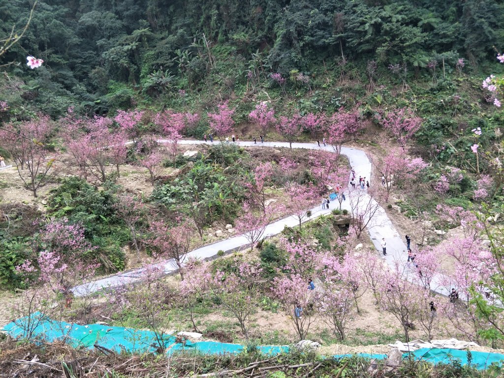 三峽熊櫻花林封面圖