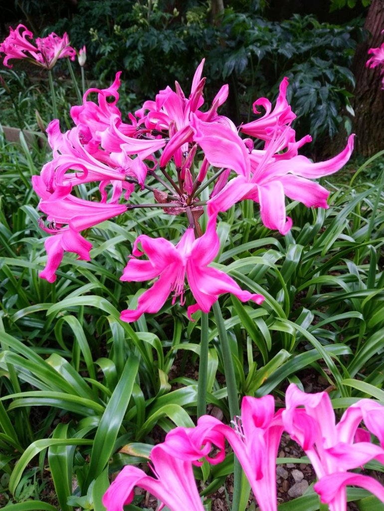 觀霧（榛山，檜山，野馬瞰山，觀霧瀑布）_636023