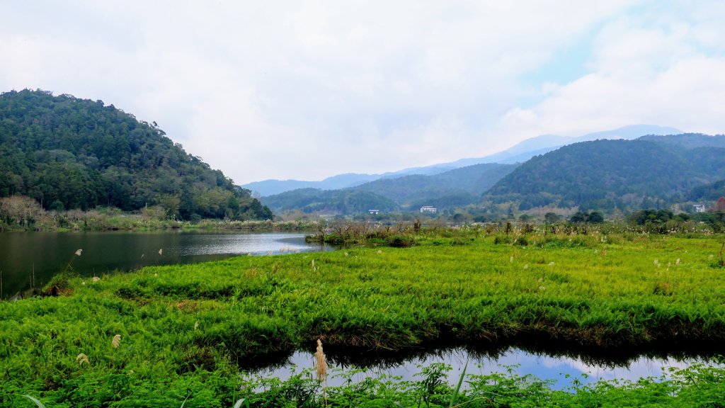 雙連落羽松影_2684907