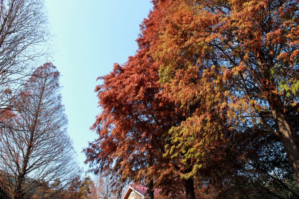 新竹新埔｜九芎湖步道群_九福步道｜賞落羽松．新埔悠閒散策指南封面圖