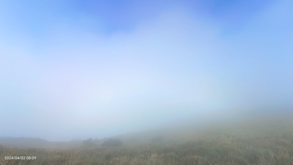 傻傻分不清楚！ #霧虹 ？  #觀音圈 #端紅蝶 #鐘萼木_2469361