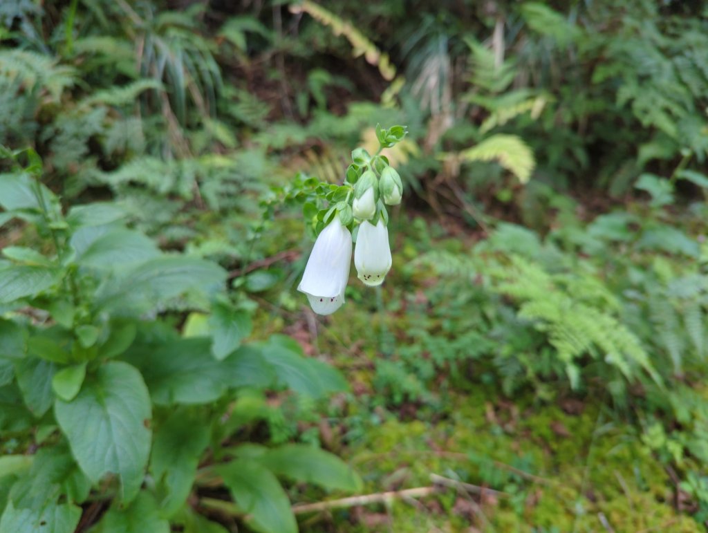 20424.06.22－翠峰湖步道_2532303