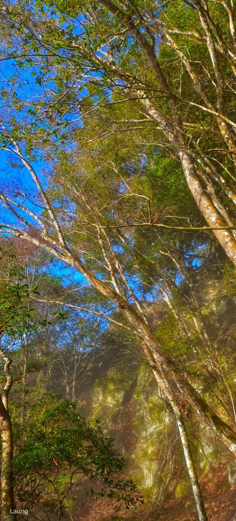 111.12.18 虎山-加里山-虎山（虎加虎縱走）_1958931