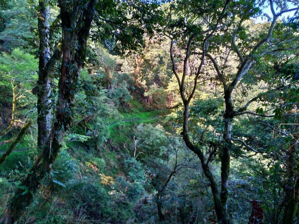 檜山巨木群步道_1662810