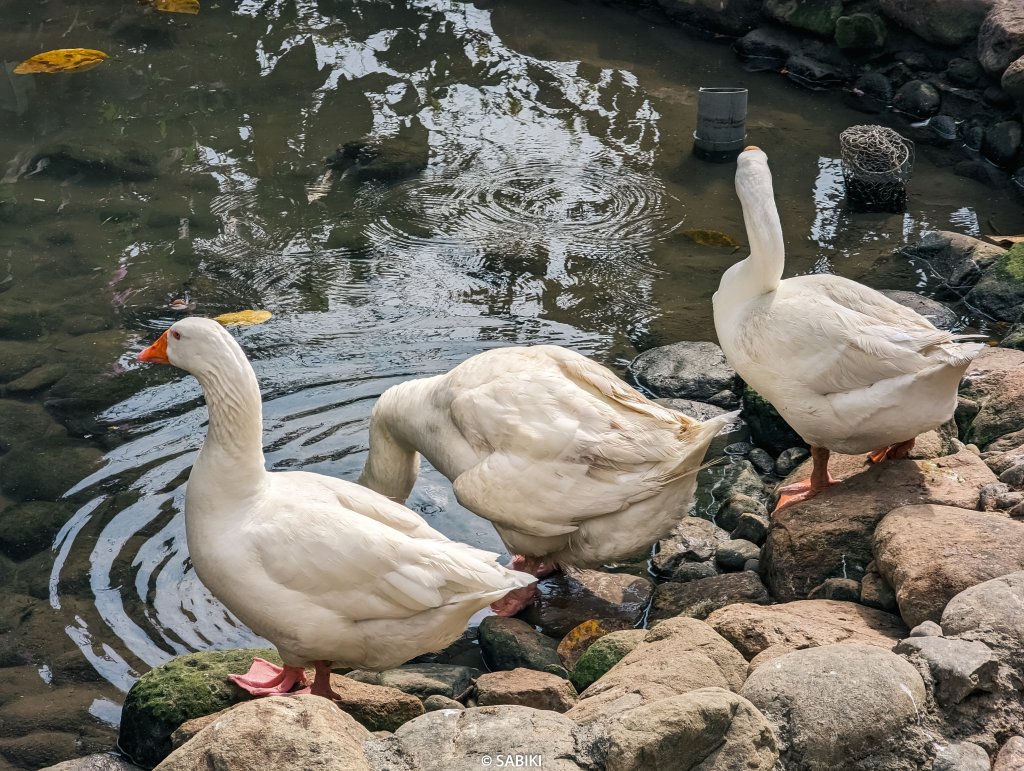 【高雄鼓山】高雄南柴山 - 壽山動物園健行_2026353