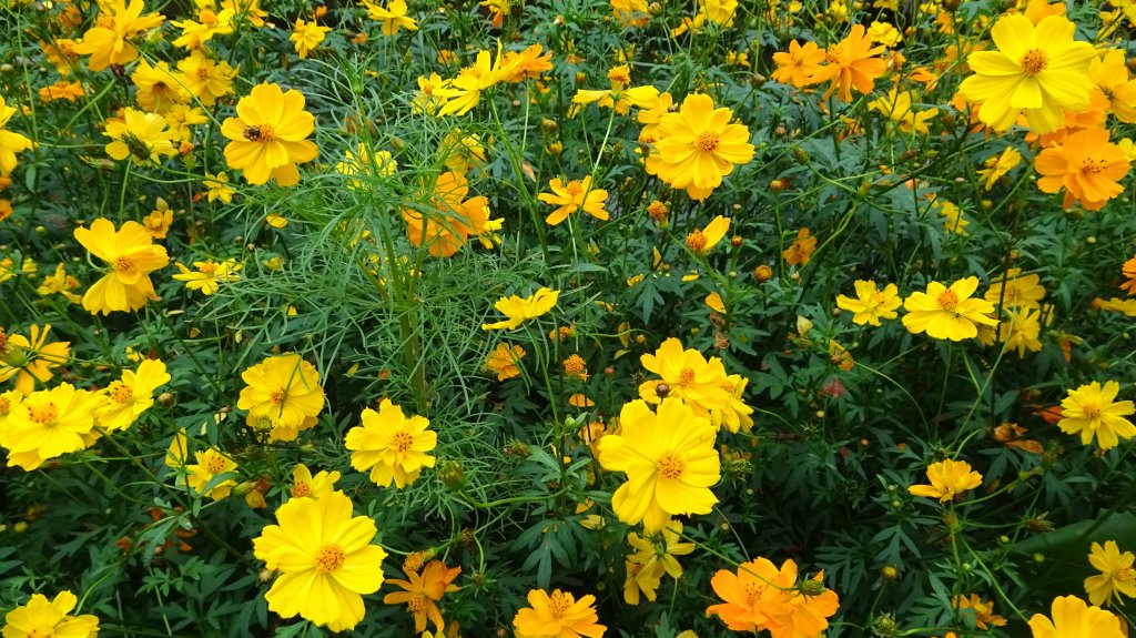 汐止八連路封面圖