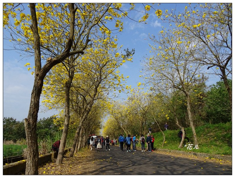 嘉義/朴子溪風鈴木_874436