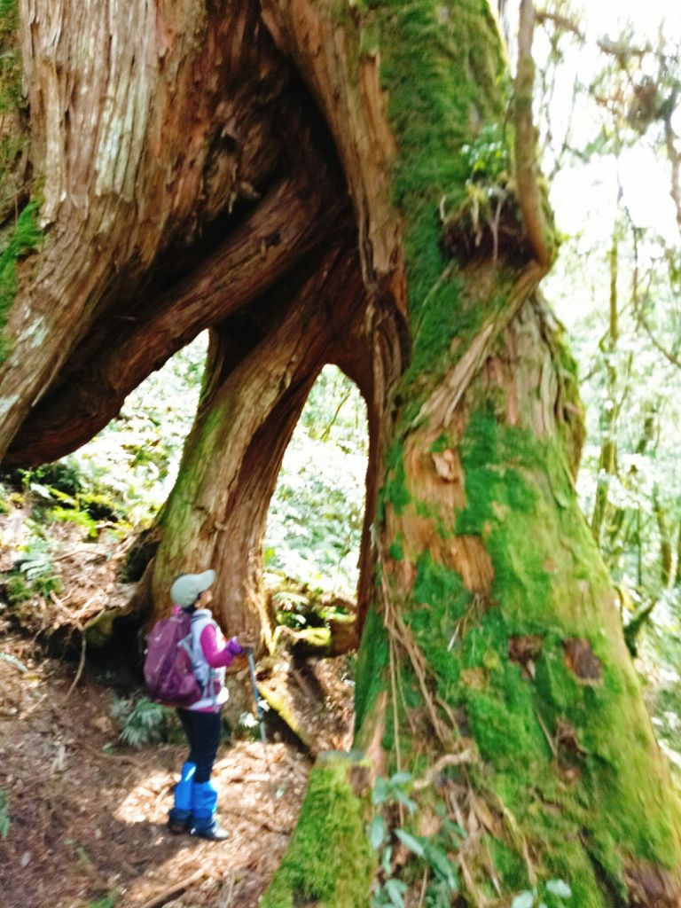 米羅山之木_292824