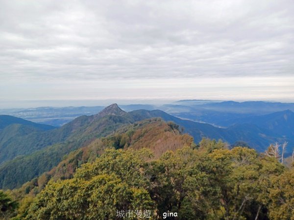 【台中和平】巧遇藍腹鷴帝雉。 稍來山步道封面圖