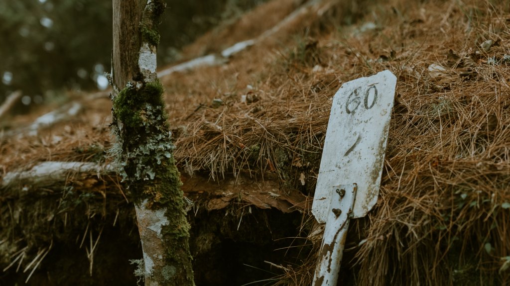 沉睡在郡大林道的龍貓公車_2010783