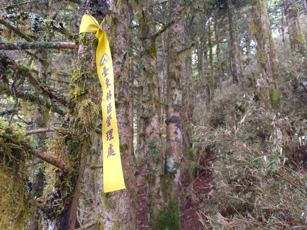 20220625台東海端向陽山、向陽山北峰、三叉山、嘉明湖_1745661