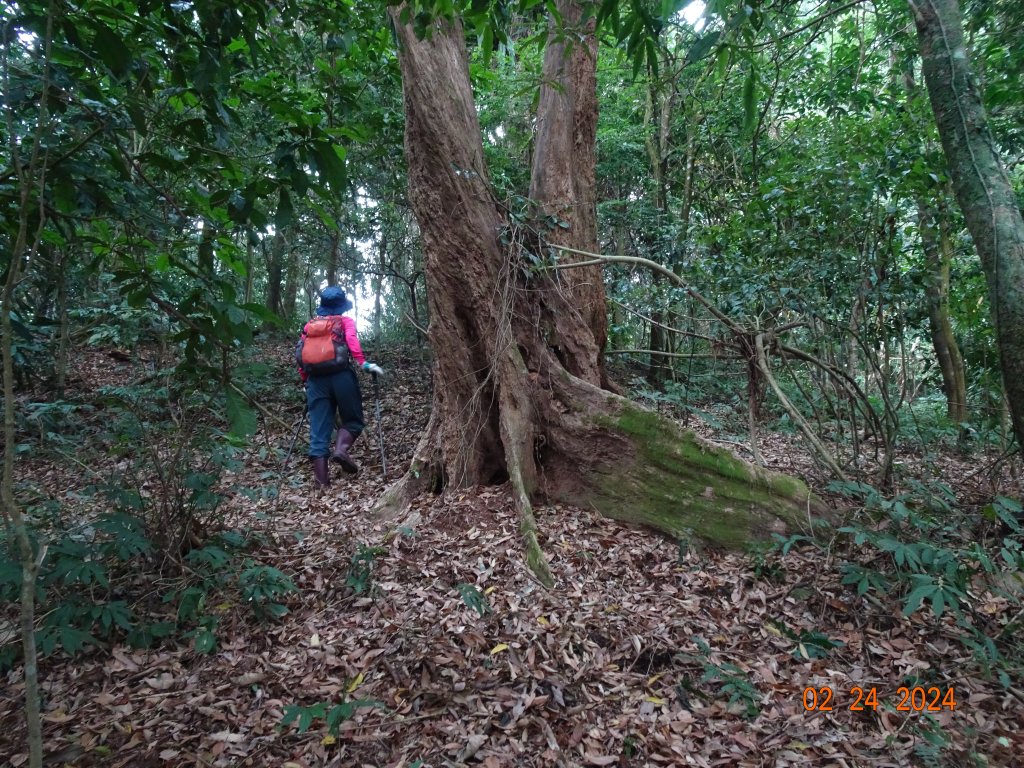 矢場谷山縱走勃子山往返封面圖