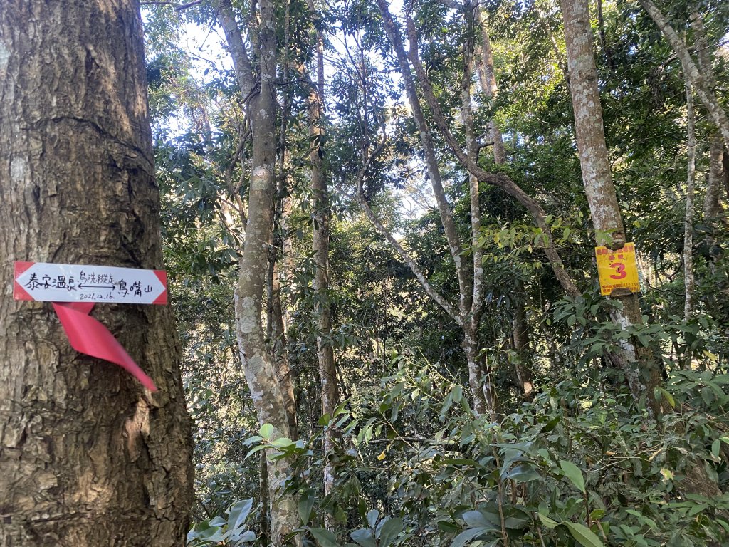 1111120泰安鄉鳥嘴山_2672943