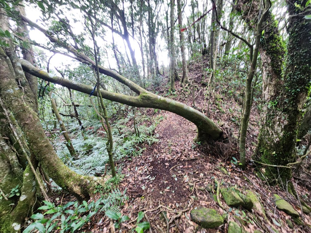 20251207火燒寮山熊空山竹坑山加九嶺O型_2966288