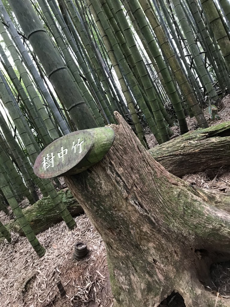 110年4月25日雲林  雲嶺之丘 五元二角 木馬古道_1456542