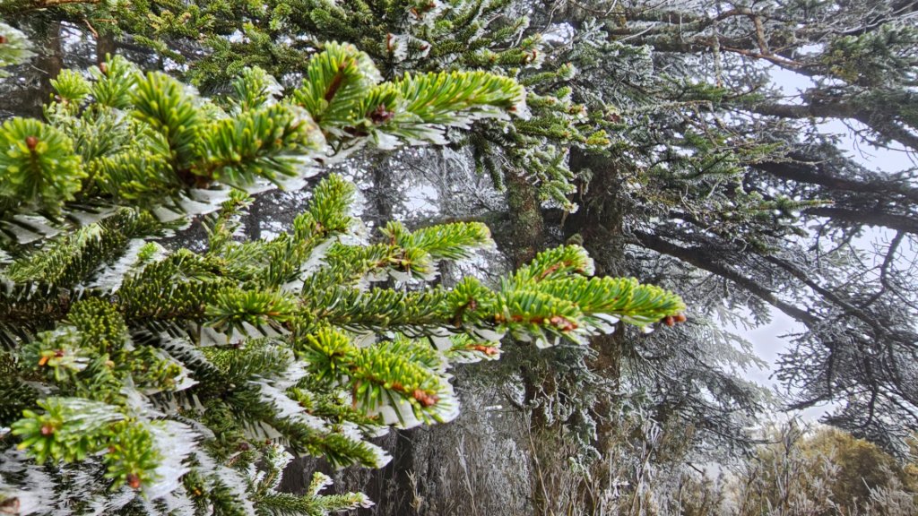 112.3.13～3.14 冰封奇萊主北_2074284