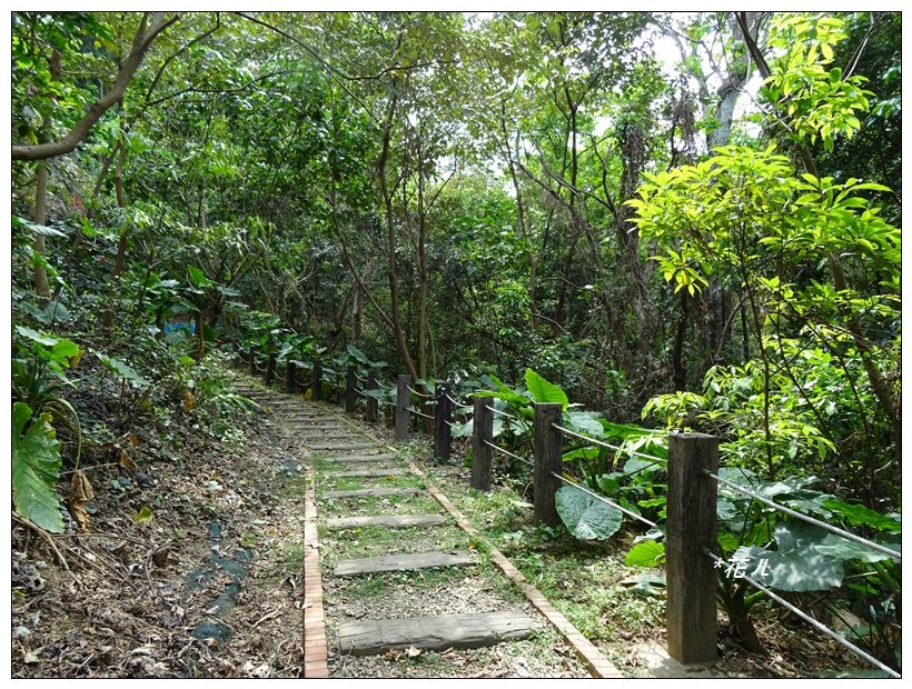 彰化/福田桐花步道_904000
