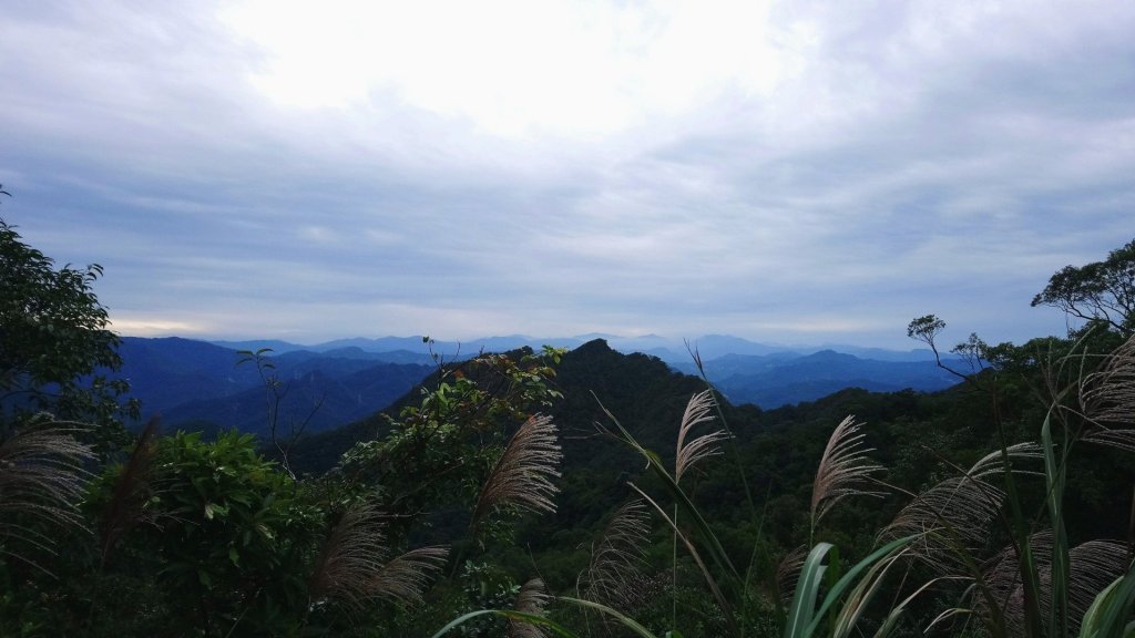 大尖 四分尾 耳空龜 20181125_465223