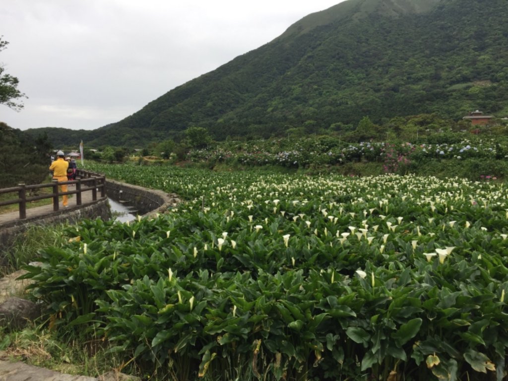 2019/05/03竹子湖繡球花_577945