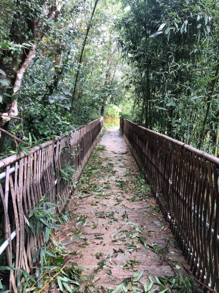 新竹 尖石 司馬庫斯_658131