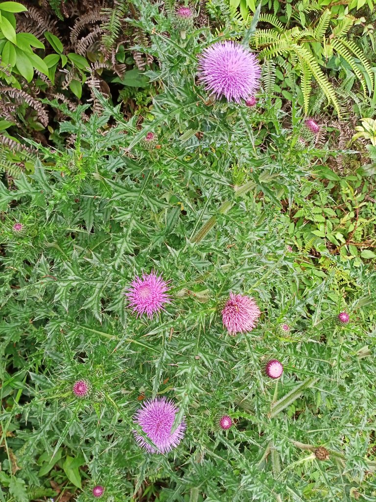 【臺北大縱走 3】擎天崗→石梯嶺→頂山→風櫃口_2106959