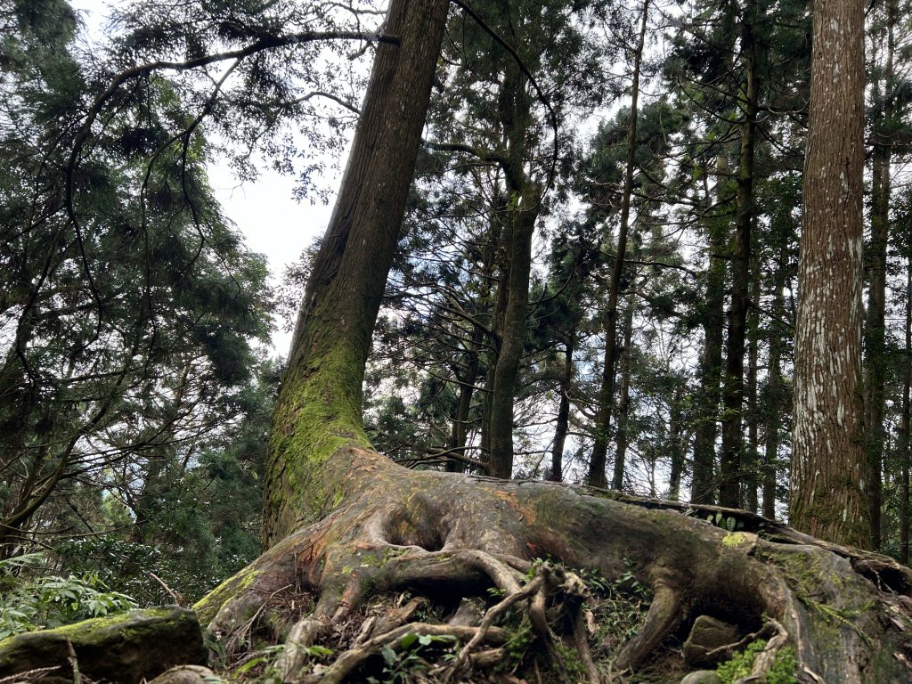 奮起湖大凍山_2598164