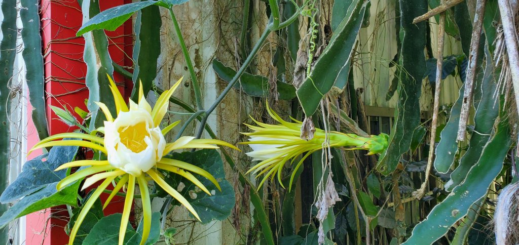 2022-08-28綠色隧道、野薑花溪步道_1824154