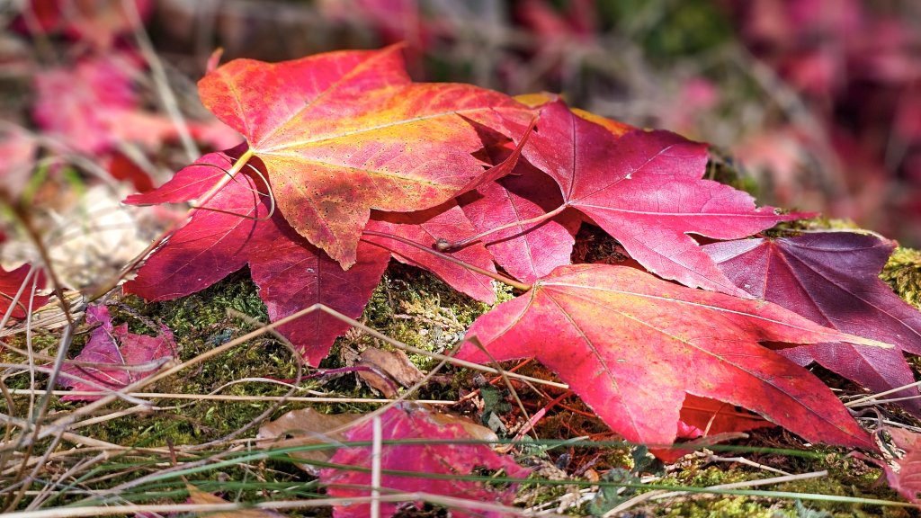 20251212稍來山賞楓_2982015