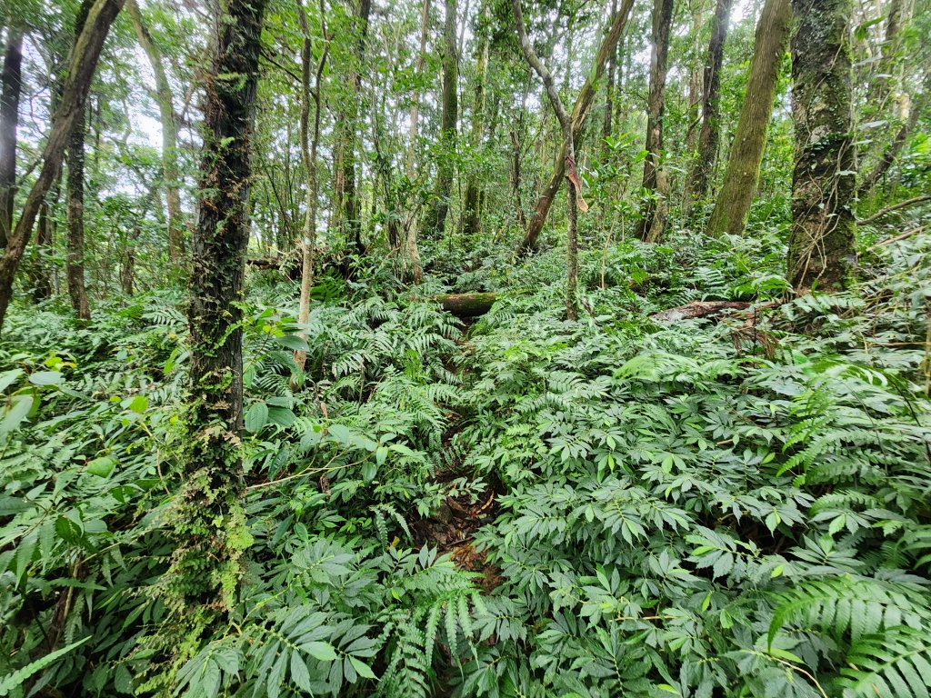 20251207火燒寮山熊空山竹坑山加九嶺O型_2966296