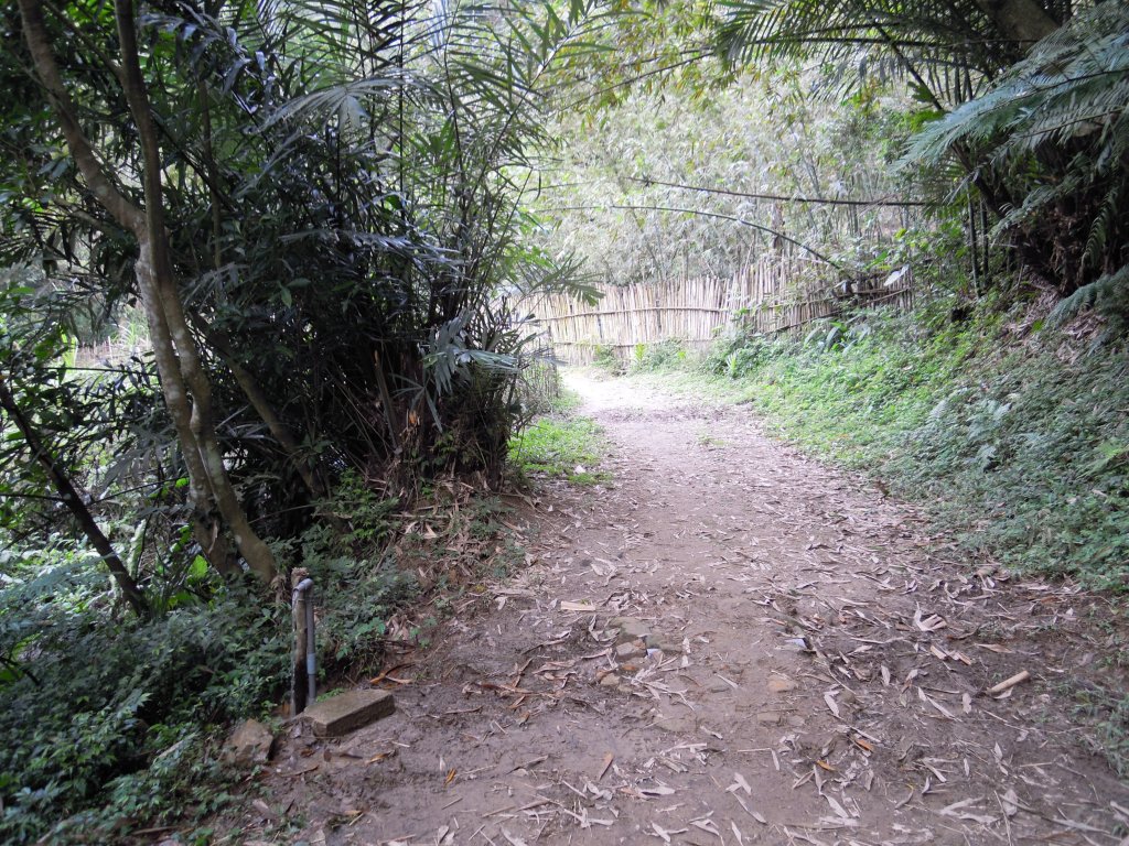 白石山_虎頭蜂窩20100226_1957737