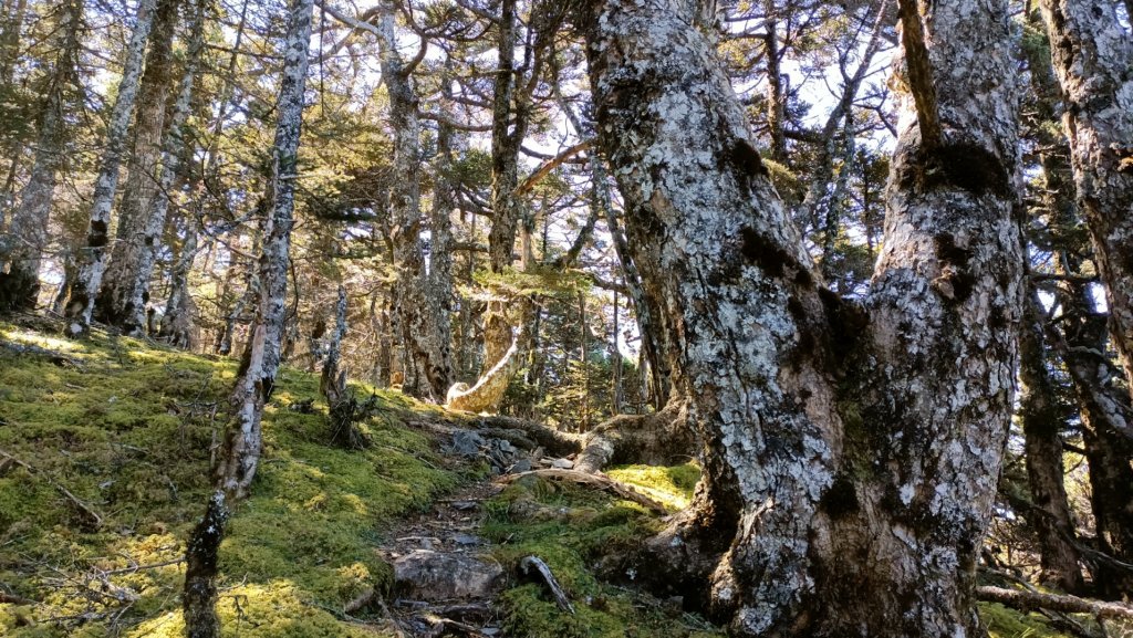 志佳陽上雪山單攻大劍山順撿高山268全壘打2021年10月16日_1490985