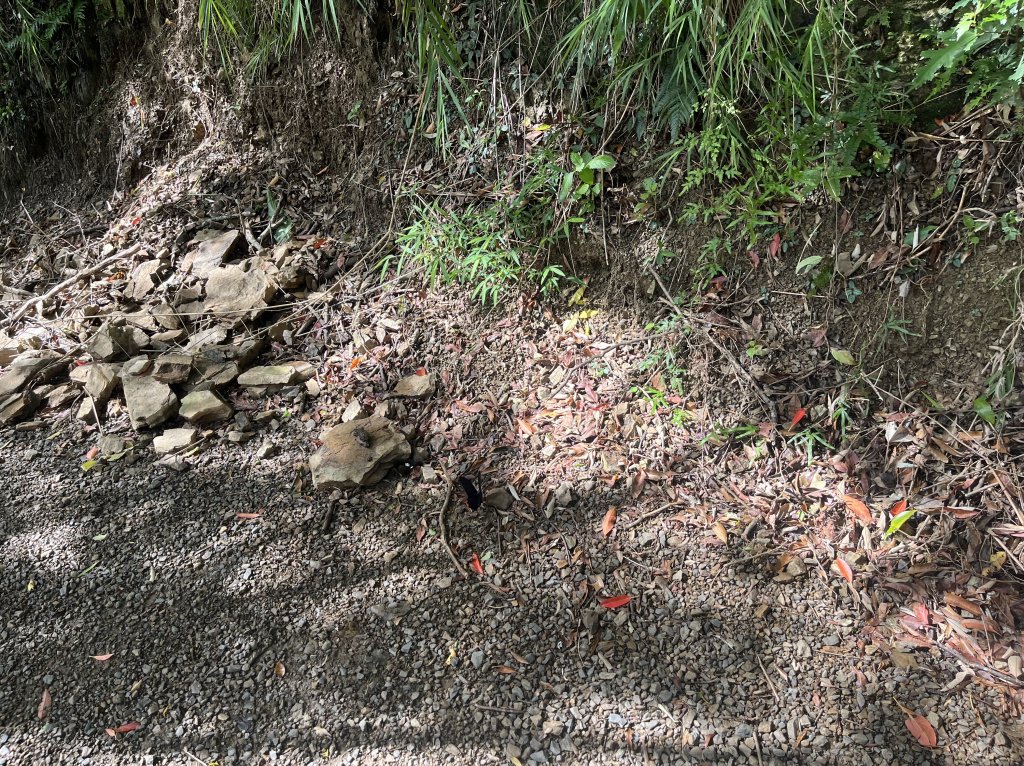 [屏步青雲 尋寶任務-03/10] 2024_0917 雙流國家森林遊樂區（瀑布步道）_2597760