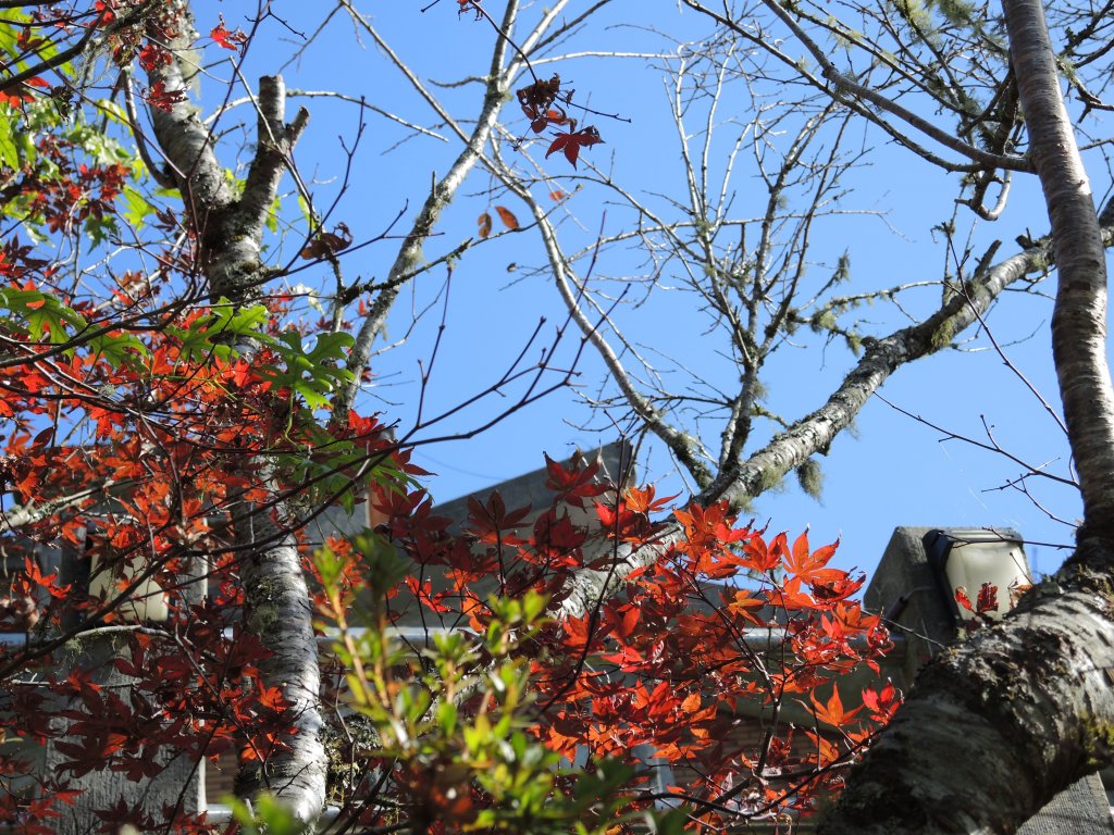 宜蘭太平山_翠峰湖&見晴懷古步道20141025_1961093