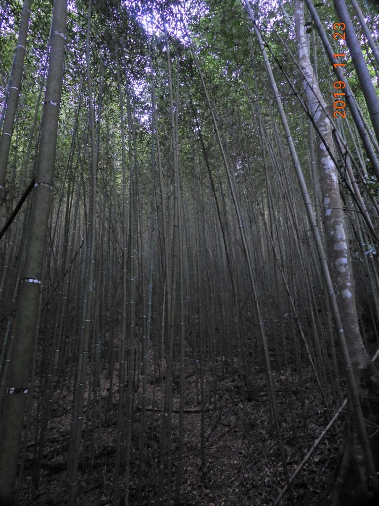 桃園 復興 待矢負山_746143