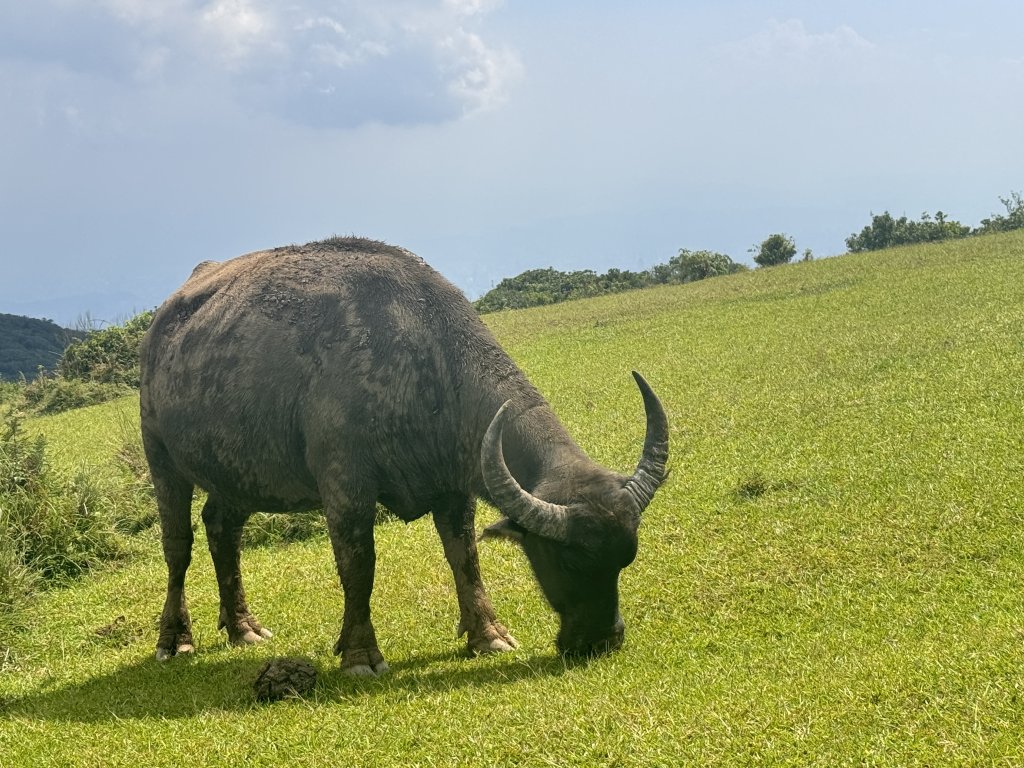 20240803頂山石梯嶺步道_2583333