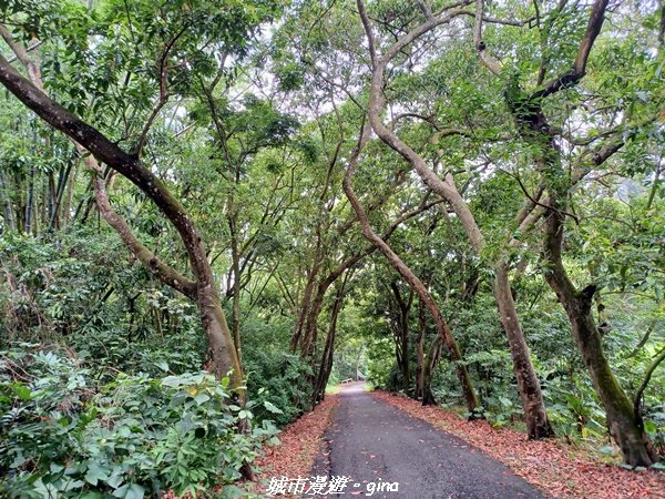 【彰化二水】綠樹成蔭。 松柏坑廟前登山步道封面圖