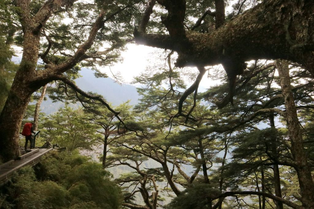 玉山群峰~淒風霧雨砥礪山行_119091