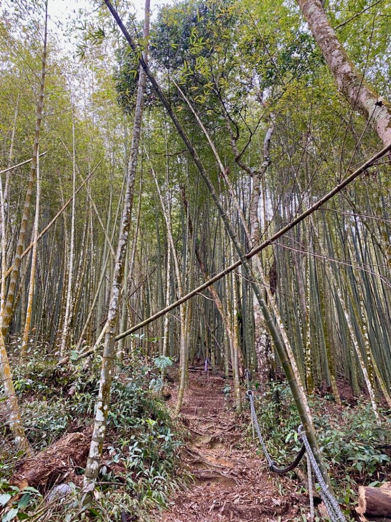 水社大山水晶蘭大爆發_881656