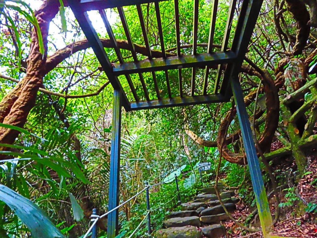 台灣阿凡達奇幻森林國度：大板根森林步道_551270