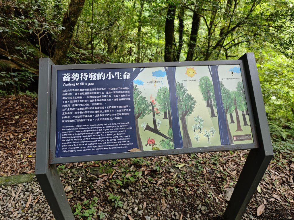 2025_0713 拉拉山神木群步道_2837697
